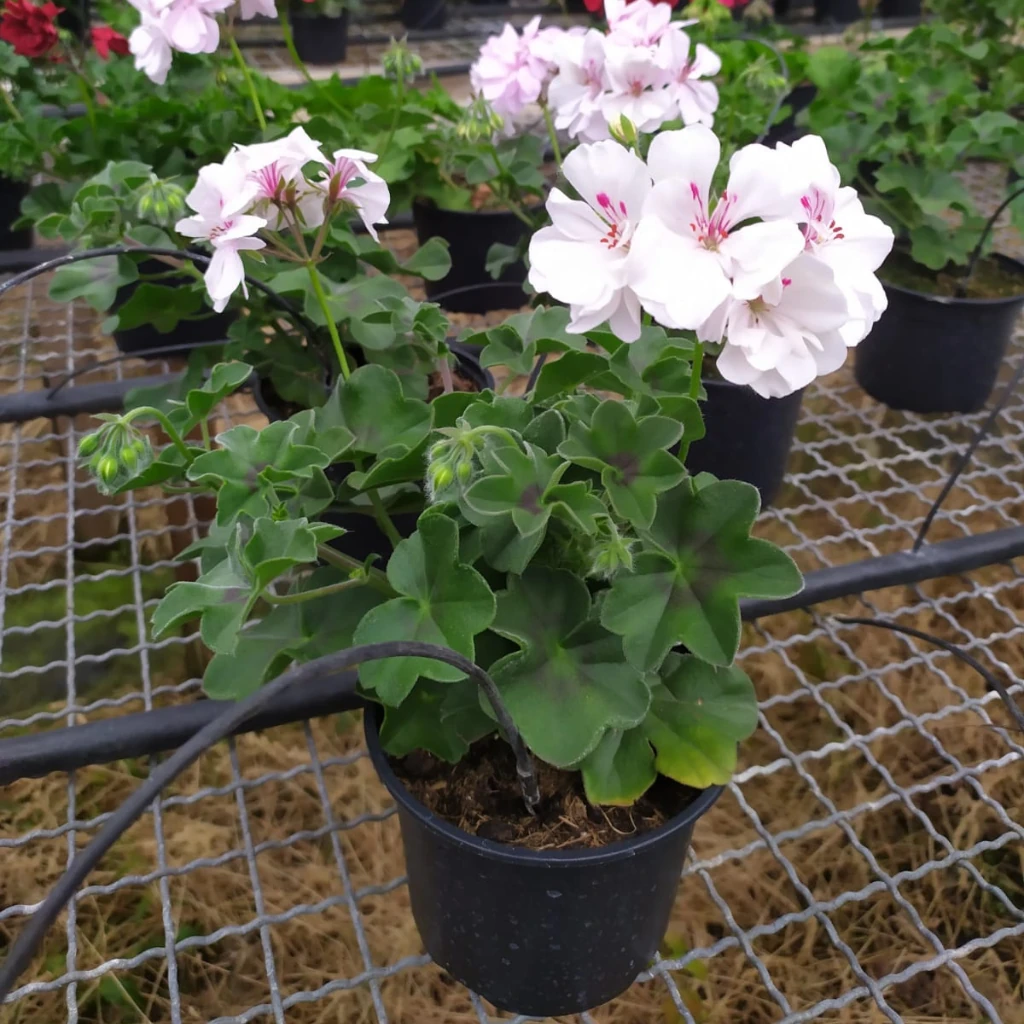 vivero de flores en cantabria sobre nosotros