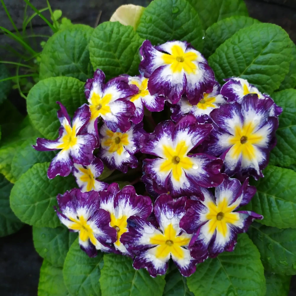 vivero en cantabria adaptadas al clima