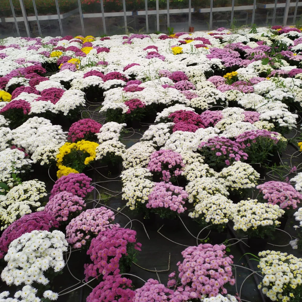 vivero en cantabria asesoramiento profesional