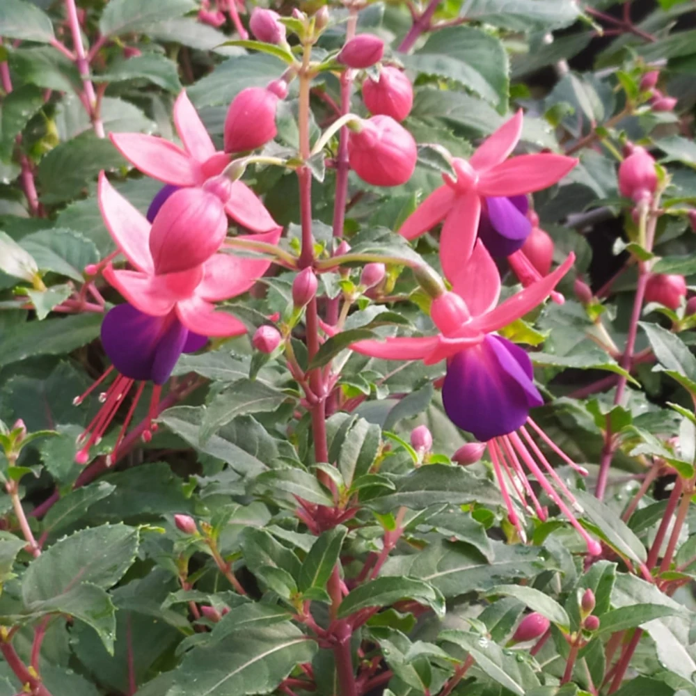 vivero en cantabria atencion cercana y profesional