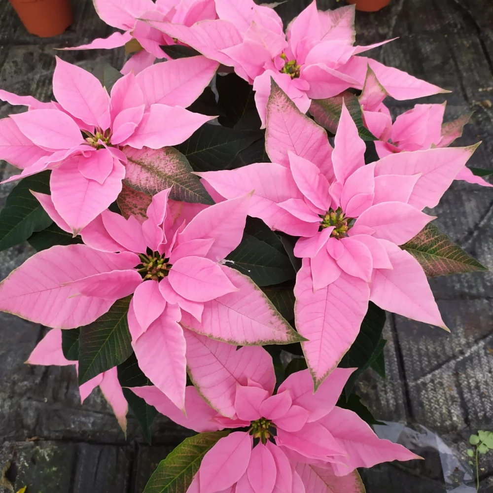 vivero en cantabria flores de temporada