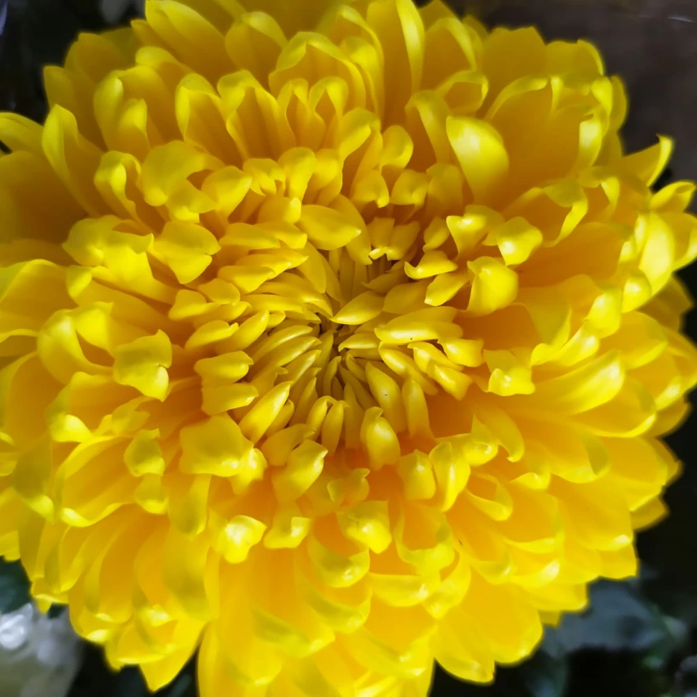 vivero en cantabria flores para jardin y maceta
