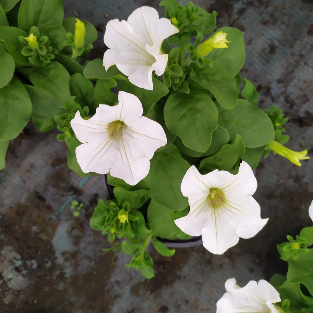 vivero en cantabria macetas y complementos