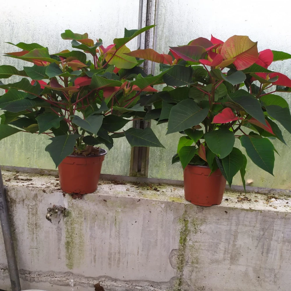 vivero en cantabria planta ornamental