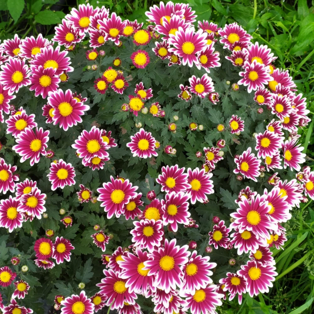 vivero en cantabria productos