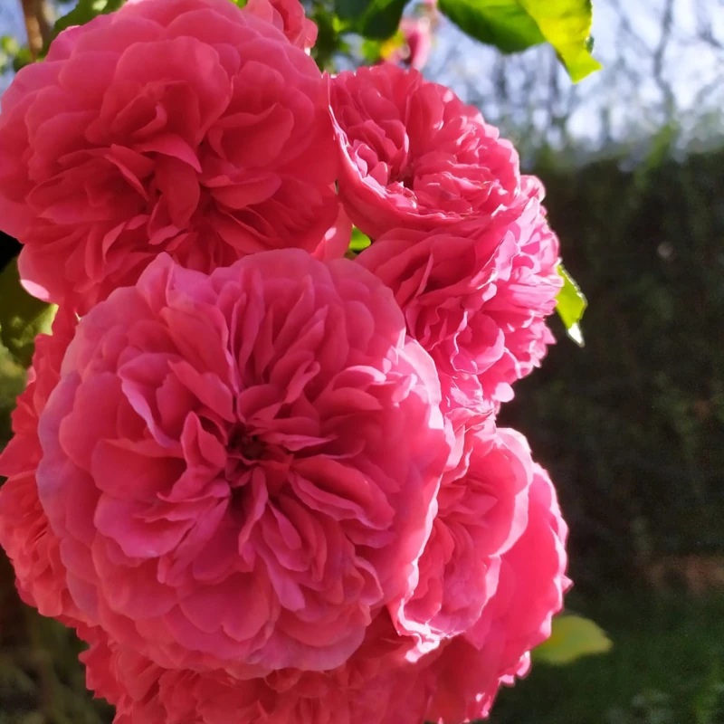 vivero en cantabria te asesoramos