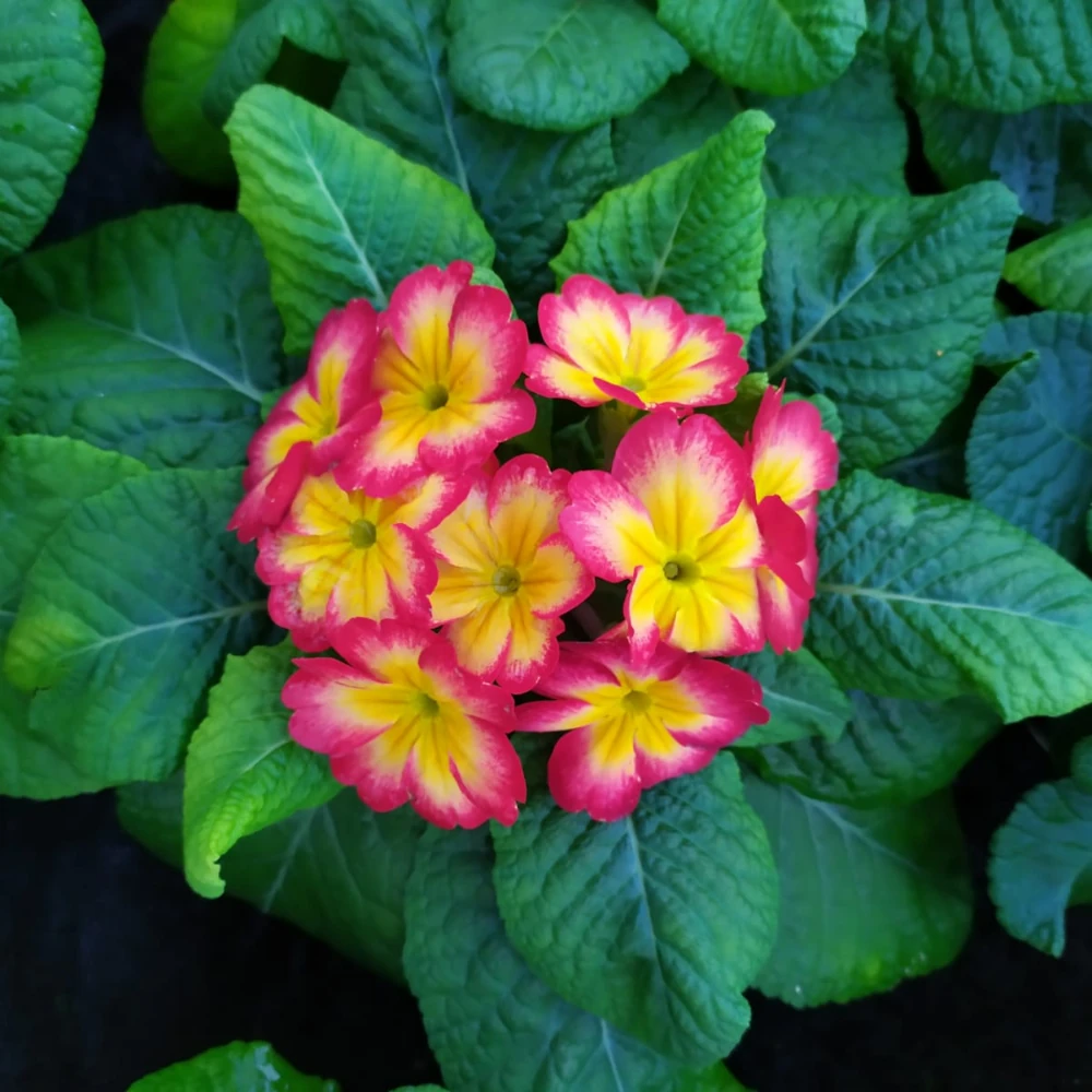 vivero en cantabria tierra sustrato y abono para flor