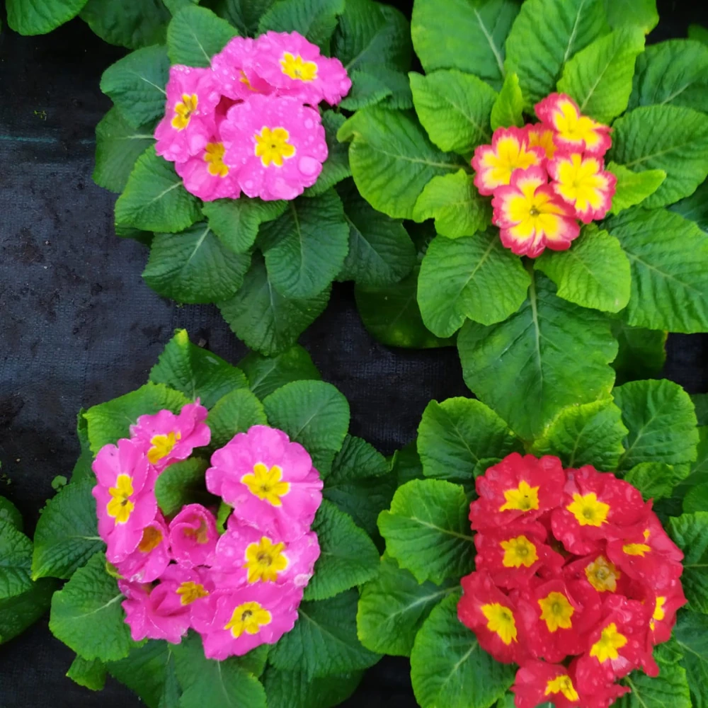 vivero en cantabria variedad de temporada